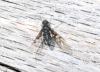 Anthrax trifasciatus